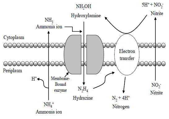 Possible pathway for Anaerobic ammonium oxidation(ANAMMOX) by the Planctomycetes