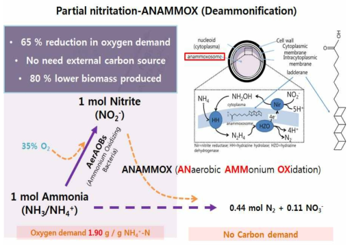 부분질산화 + 아나목스 공정 반응도