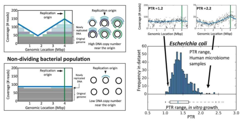 메타유전체 정보를 이용하여 활성 미생물 군집을 밝혀내는 iRep 기술 (Korem et al., 2015)