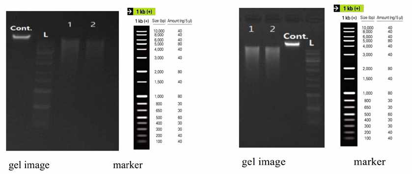 DNA extraction 후 QC 결과. Trial #1 (좌)와 Trial #2(우)