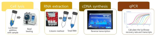 Luciferase를 첨가한 RNA 추출 방법 모식도