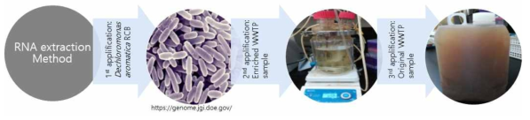 RNA 추출법의 순차적 적용 활용 예시