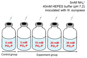 다양한 PO4-P 농도가 N. europeae의 N2O 발생에 미치는 영향 실험 모식도