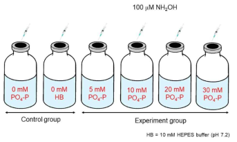 다양한 PO4-P 농도가 NH2OH-mediated N2O 발생에 미치는 영향 실험 모식도