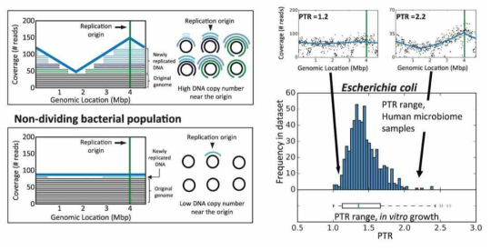 메타유전체 정보를 이용하여 활성 미생물 군집을 밝혀내는 iRep 기술 (Korem et al. 2015)