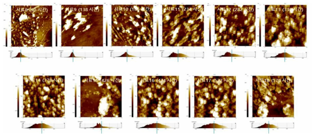 보증기간 후 8~ 18 번 시료 AFM 분석 결과