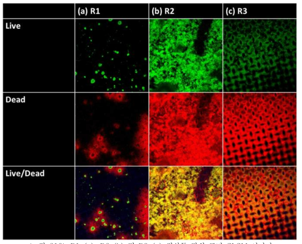 R1 (a), R2 (b) 및 R3 (c) 정삼투 막의 표면 CLSM 이미지(Live/Dead cell 분석)