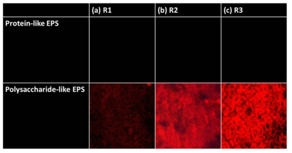 R1 (a), R2 (b) 및 R3 (c) 정삼투 막의 표면 CLSM 이미지(EPS 분석)