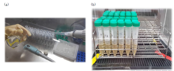 MIC와 MBC 시험 균주의 접종 (a) 및 배양 (b)