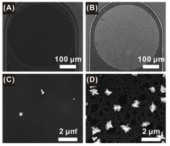 (A,C) 비다공성 탄소 전극과 (B,D) 다공성 탄소 전극의 주사 전자 현미경 사진