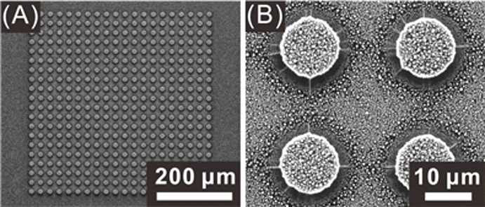 제작된 혈당 센서의 주사 전자 현미경 사진. (A) 전체 센서 모습, (B) 확대한 모습