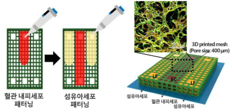 마이크로 매쉬 플랫폼에서의 셀 패터닝과 혈관형성 결과