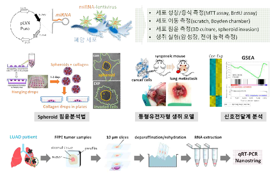 새로운 예후 인자 발굴 및 기능 규명을 위한 다양한 실험 기법