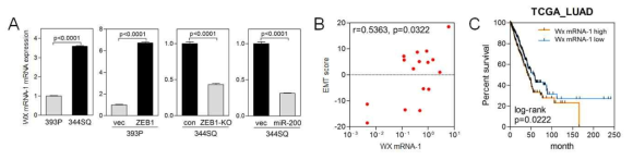 WX mRNA-1의 세포 내 기능 분석