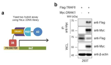 DRAK1 단백질과 상호결합하는 TRAF6 단백질 동정