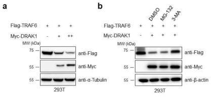 DRAK1 단백질에 의한 TRAF6 단백질의 불안정화 분석