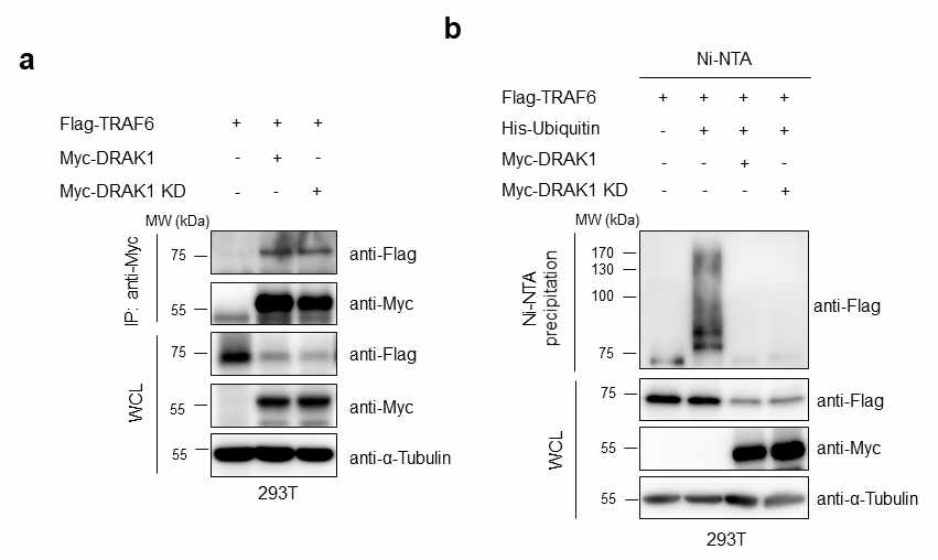 DRAK1 단백질의 kinase 활성에 따른 TRAF6 단백질의 상호결합과 TRAF6 단백질의 ubiquitination 분석