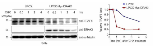 DRAK1에 의한 TRAF6 단백질의 단백질 수준에서의 안정화 분석