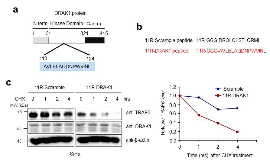 TRAF6 단백질 불안정화를 유도하는 DRAK1 펩타이드 효과 분석