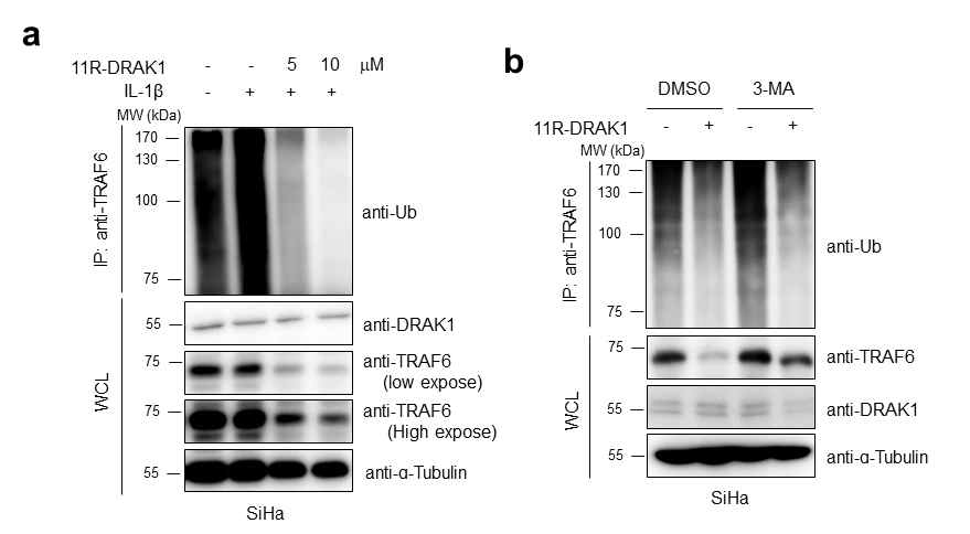 DRAK1 펩타이드에 의한 TRAF6 auto-ubiquitination 분석