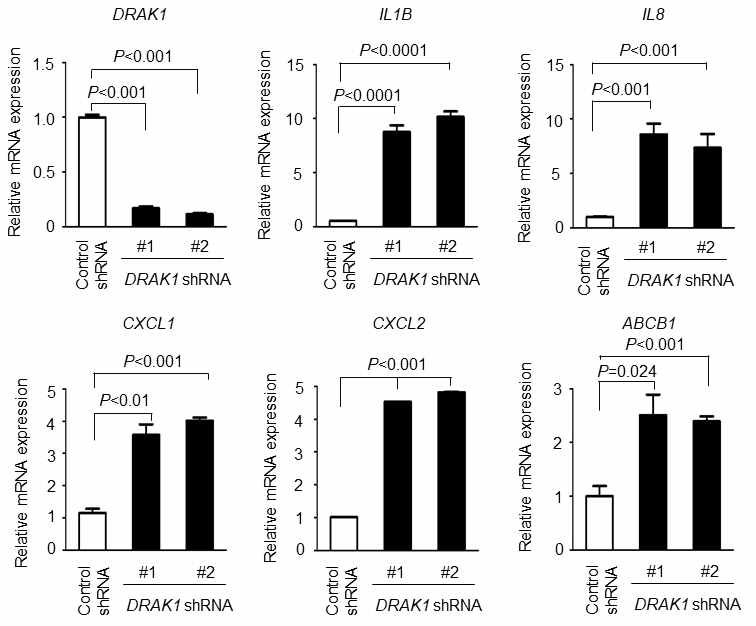 qRT-PCR을 이용한 DRAK1 knockdown에 의해 변화된 유전자 발현 분석