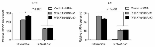 TRAF6 knockdown시 DRAK1 knockdown에 의해 변화된 유전자 발현 분석