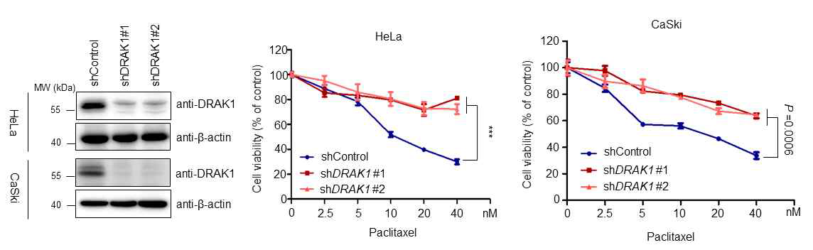 자궁경부암 세포주에서 DRAK1 knockdown에 의한 paclitaxel 민감도 분석
