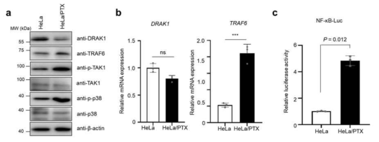 HeLa/PTX 세포주에서 DRAK1과 TRAF6 발현 수준 분석