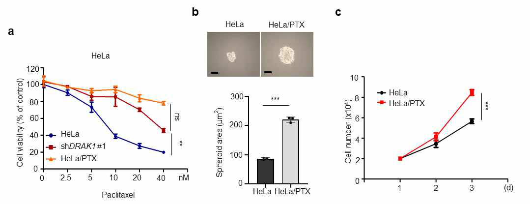 HeLa/PTX 세포주의 organoid 형성 능력과 세포성장능력 분석