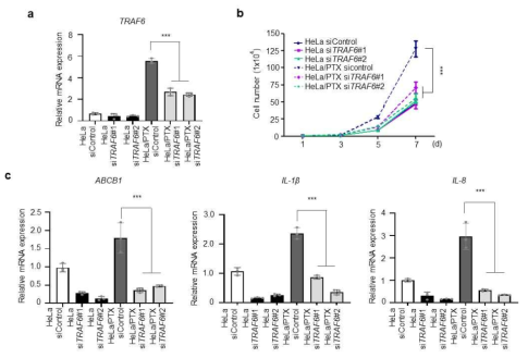 TRAF6 knockdown에 의한 HeLa/PTX 세포주의 세포 성장 능력과 표적 유전자 발현 수준 분석
