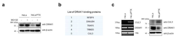 HeLa/PTX 세포주에서 DRAK1 단백질 발현을 조절하는 CUL3 단백질 동정