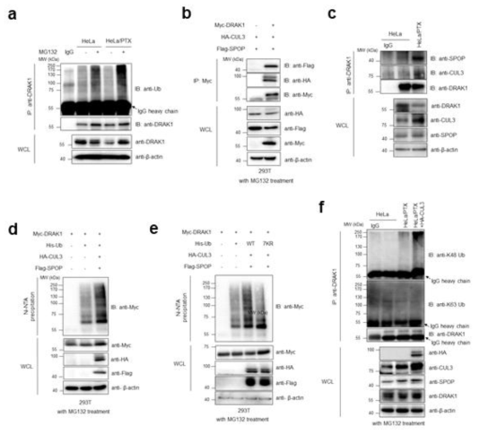 CUL3-SPOP 단백질에 의한 DRAK1 유비퀴틴화 분석