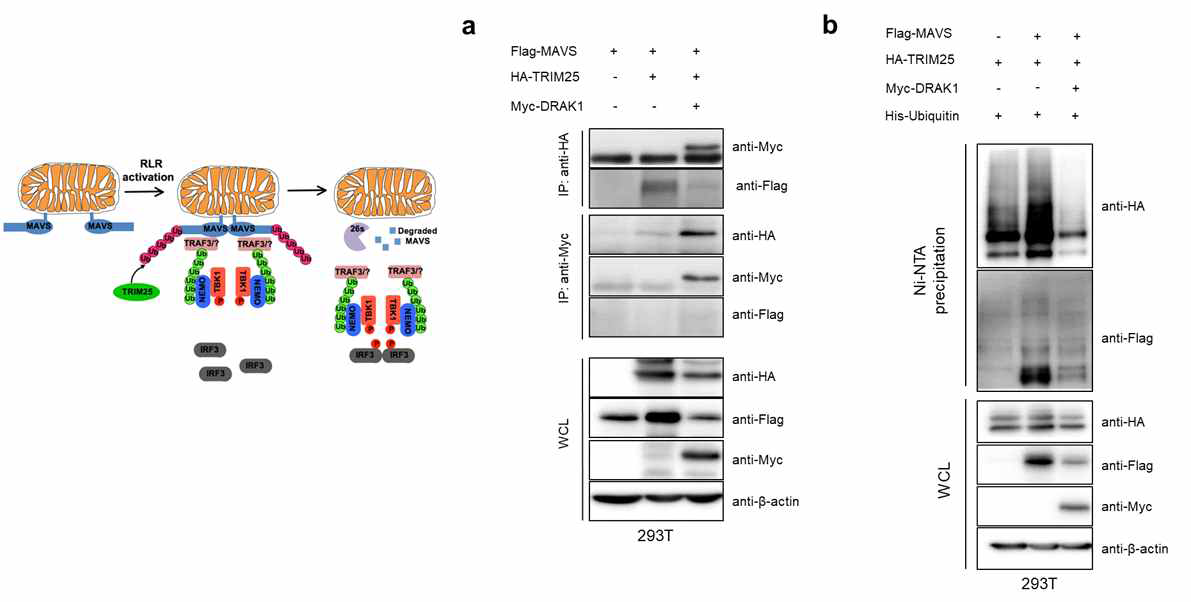 DRAK1 단백질 발현에 의한 TRIM25-MAVS 간의 상호결합 및 유비퀴틴화 조절 분석
