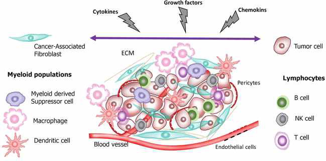 세포 외 기질(ECM), 간질세포 및 면역세포 등으로 구성된 종양 미세환경(Alsibai and Meseure, 2017)