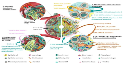 종양 미세환경과 암의 진행