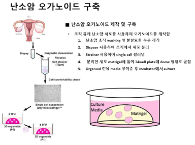 환자 조직 유래 난소암 오가노이드 구축 방법