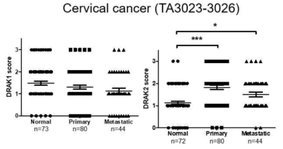 정상 조직, 자궁경부암 원발 조직, 자궁경부암 전이조직에서 DRAK1/2 발현 차이
