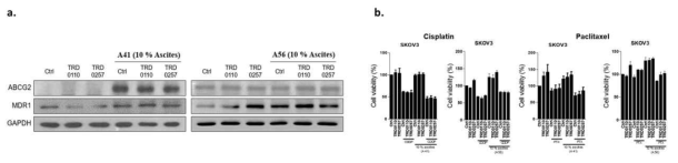 난소암 복수 미세환경에서 DRAK 억제제(TRD-0110, TRD-0257) 처리 시 약물 저항성 단백질 발현과 항암제에 대한 난소암 세포 반응성 확인
