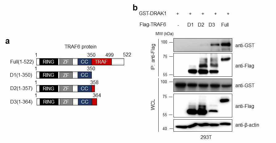 DRAK1 단백질과 상호결합하는 TRAF6 단백질의 결합 부위 분석