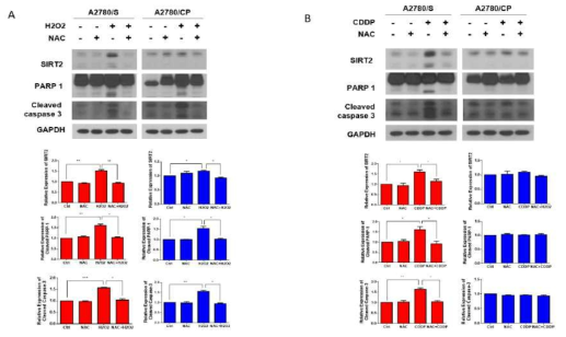 시스플라틴에 의한 ROS 발생과 SIRT2 발현의 상호 연관성 확인