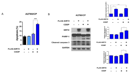 SIRT2를 과발현 함으로써 백금제재 항암제에 의한 세포사멸 확인