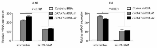 TRAF6 knockdown시 DRAK1 knockdown에 의해 변화된 유전자 발현 분석
