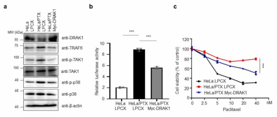 HeLa/PTX DRAK1 과발현 세포주의 TRAF6 발현 조절과 paclitaxel 민감도 분석