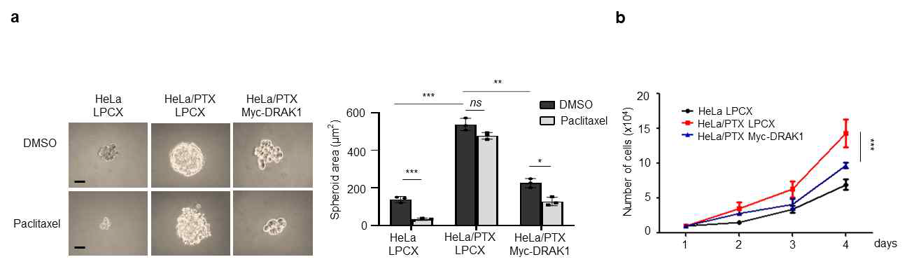 HeLa/PTX DRAK1 과발현 세포주의 organoid 형성 능력과 세포 성장 능력 조절 분석