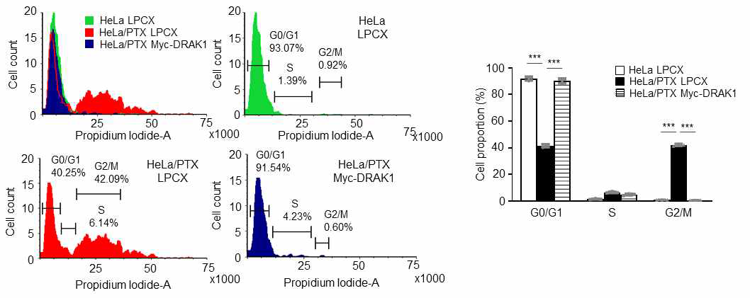 HeLa/PTX DRAK1 과발현 세포주의 세포주기 조절 분석