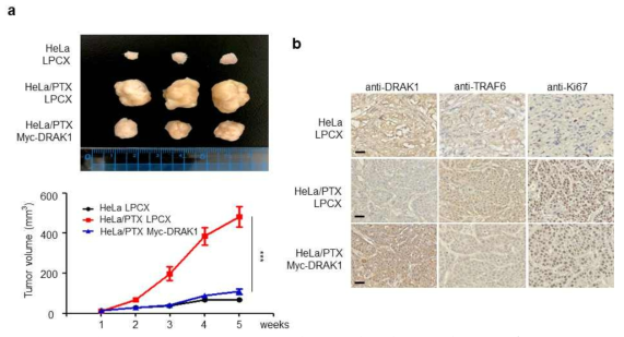 HeLa/PTX DRAK1 과발현 세포주의 종양형성 능력 조절 분석