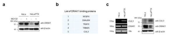 HeLa/PTX 세포주에서 DRAK1 단백질 발현을 조절하는 CUL3 단백질 동정