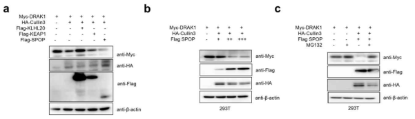 HeLa/PTX 세포주에서 DRAK1 단백질 발현을 조절하는 CUL3/SPOP 단백질 분석