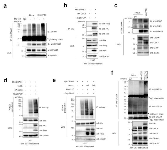 CUL3-SPOP 단백질에 의한 DRAK1 유비퀴틴화 분석