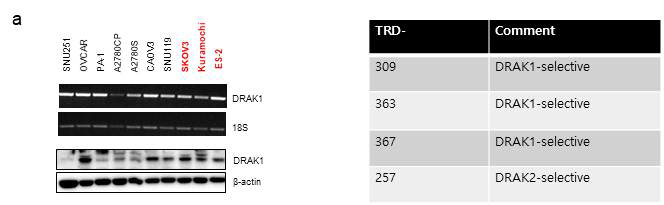 난소암 세포주에서 DRAK1 mRNA와 단백질 발현 분석 및 DRAK kinase 억제제 종류